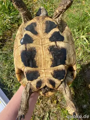 Griechische landschildkröten mädels 04 08 Bild 4