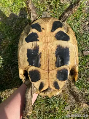 Landschildkröten weibchen 04 08  Bild 3