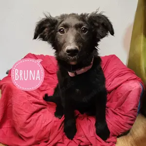Bruna, bezauberndes welpen Mädchen, Labrador - Kroatischer Schäferhund Mischling