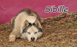 Sind Sie bereits ein Fan von Sibille?