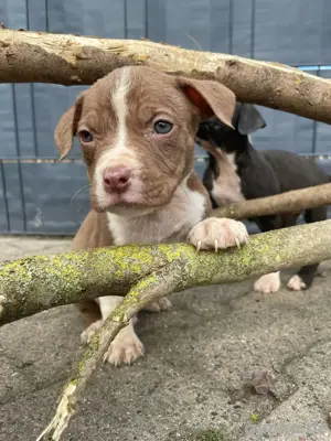 American Bulldog 