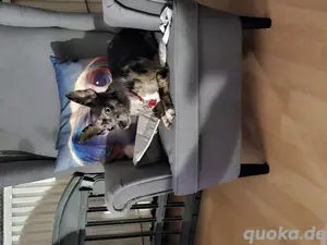 chihuahua 