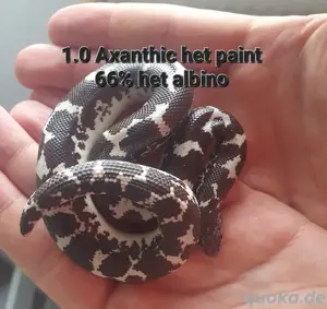 VK Kenianische & Pakistanische Sandboas (Eryx conicus & Eryx gongylophis colubrinus)