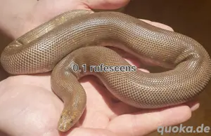 VK Kenianische & Pakistanische Sandboas (Eryx conicus & Eryx gongylophis colubrinus)