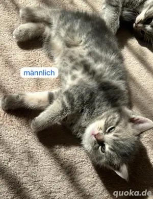 BKH Kitten 