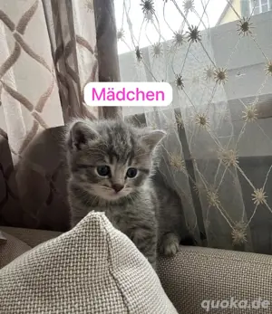 bkh kitten 