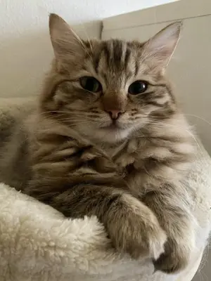 Reinrassige Ragdoll   Cherubim Kitten auszugsbereit 
