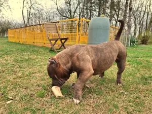 American Bully Pocket