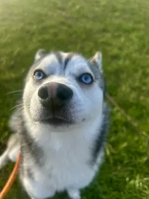Husky Mini Husky 