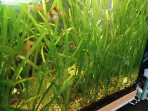 Aquarium Pflanzen 