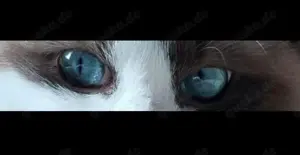 Deckkater Ragdoll mit Stammbaum