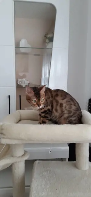 Bengalkatze mit Stammbaum , keine bkh Bild 4