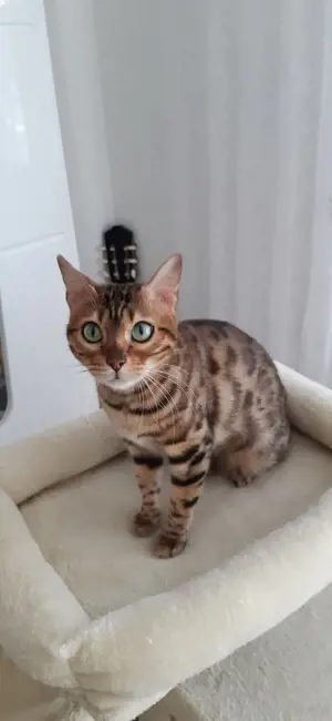 Bengalkatze mit Stammbaum , keine bkh