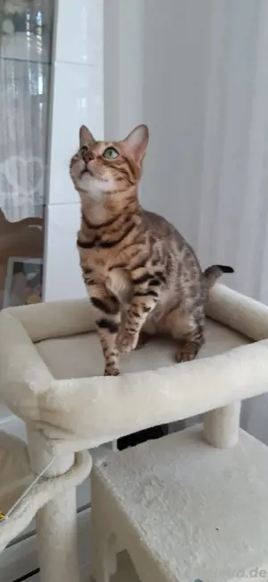 Bengalkatze mit Stammbaum , keine bkh Bild 5