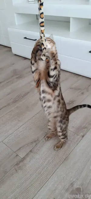 Bengalkatze mit Stammbaum , keine bkh Bild 3