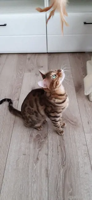 Bengalkatze mit Stammbaum , keine bkh Bild 2
