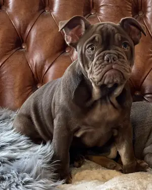Französische Bulldoggen Welpen zuverk. Bild 2