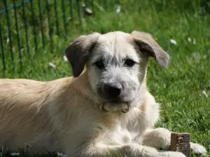 Colin sucht sein Zuhause