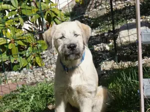 Chester sucht sein Zuhause