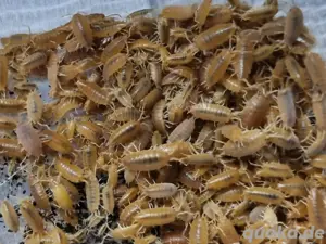 75 Kubanische Asseln orange Porcellionides pruinosus