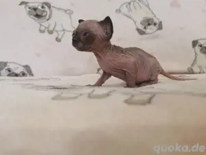 Kanadische Sphynx-Kätzchen
