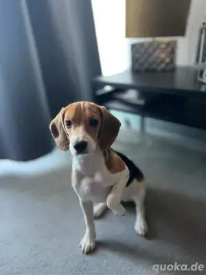 Beagle Hundin