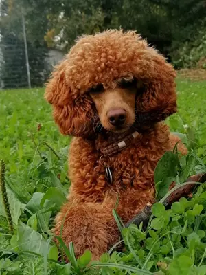 Deckrüde Zwergpudel Kleinpudel rot, vererbt auch tan, Laboklin, Intern. Champion, Best of Show u.a.  Bild 7