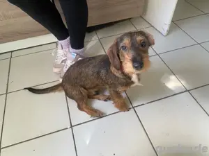 rauhhaardackel 