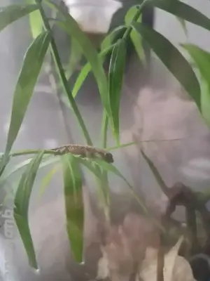 Gecko, Jungferngecko  Bild 7