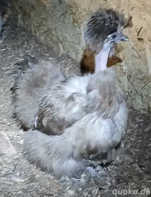 US Silkie Bruteier, Showgirl, Zwerghühner, Seidenhühner, Eier 