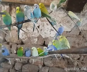 Wellensittiche, Hansi Bubis