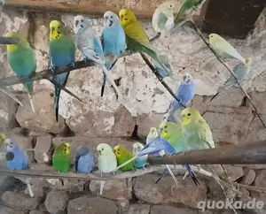 Wellensittiche, Hansi Bubis Bild 2