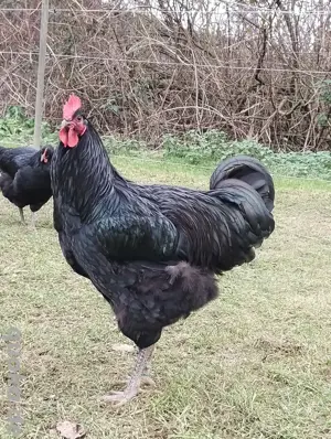 Bruteier Jersey Giant Hühner schwarz 