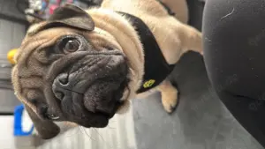 Mops rüde - fast 1 Jahr alt :) 