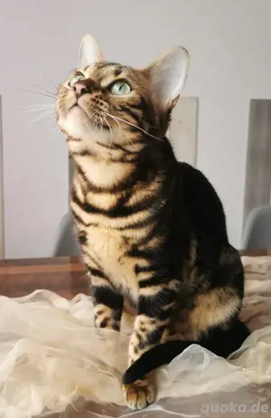 Bengalkatze