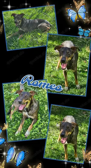 lieber, menschenbezogener Rüde "Romeo" sucht ein Zuhause -auch mit Katzen verträglich