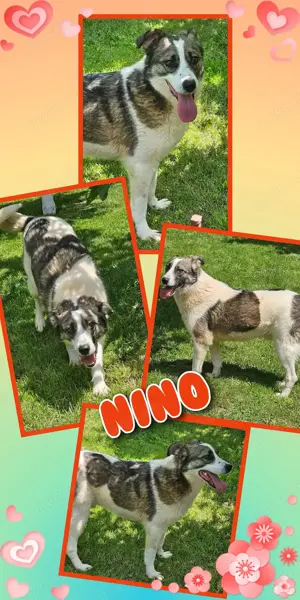 Traumrüde "Nino" sozial, menschenbezogen, freundlich und vieles mehr.. sucht ein schönes Zuhause