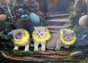 BSH, BRI bebe lilac color 