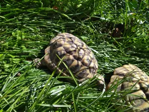 männliche griechische Schildkröte von 2017