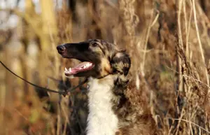 Ich suche ein neues Zuhause für meine liebenswerte Borsoi-Hündin (Russischer Windhund)