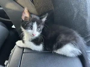 Europäischer Junger Kater Kovu