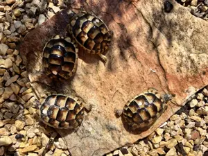 Landschildkröten