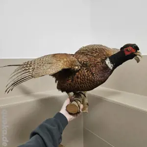 Jagdfasan Hahn Präparat