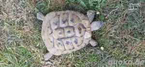 Landschildkröte zu verkaufen