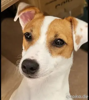 jack russel und chiwauwau mix 