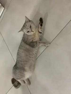 Britisch Kater 