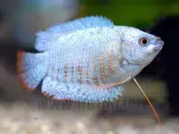 suche Labyrinthfische