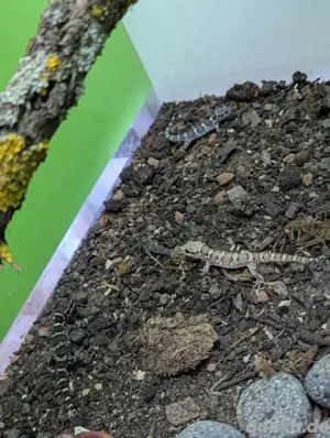 Hemidactylus sahgali  Bild 2