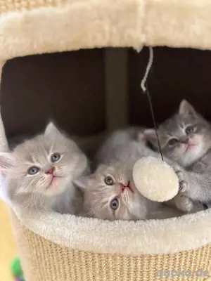 Kleine reinrassige Bkh Bärchen suchen ein Zuhause 