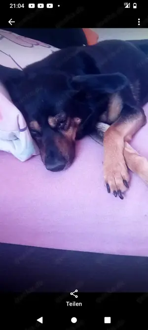 Rex sucht liebevolles Zuhause 